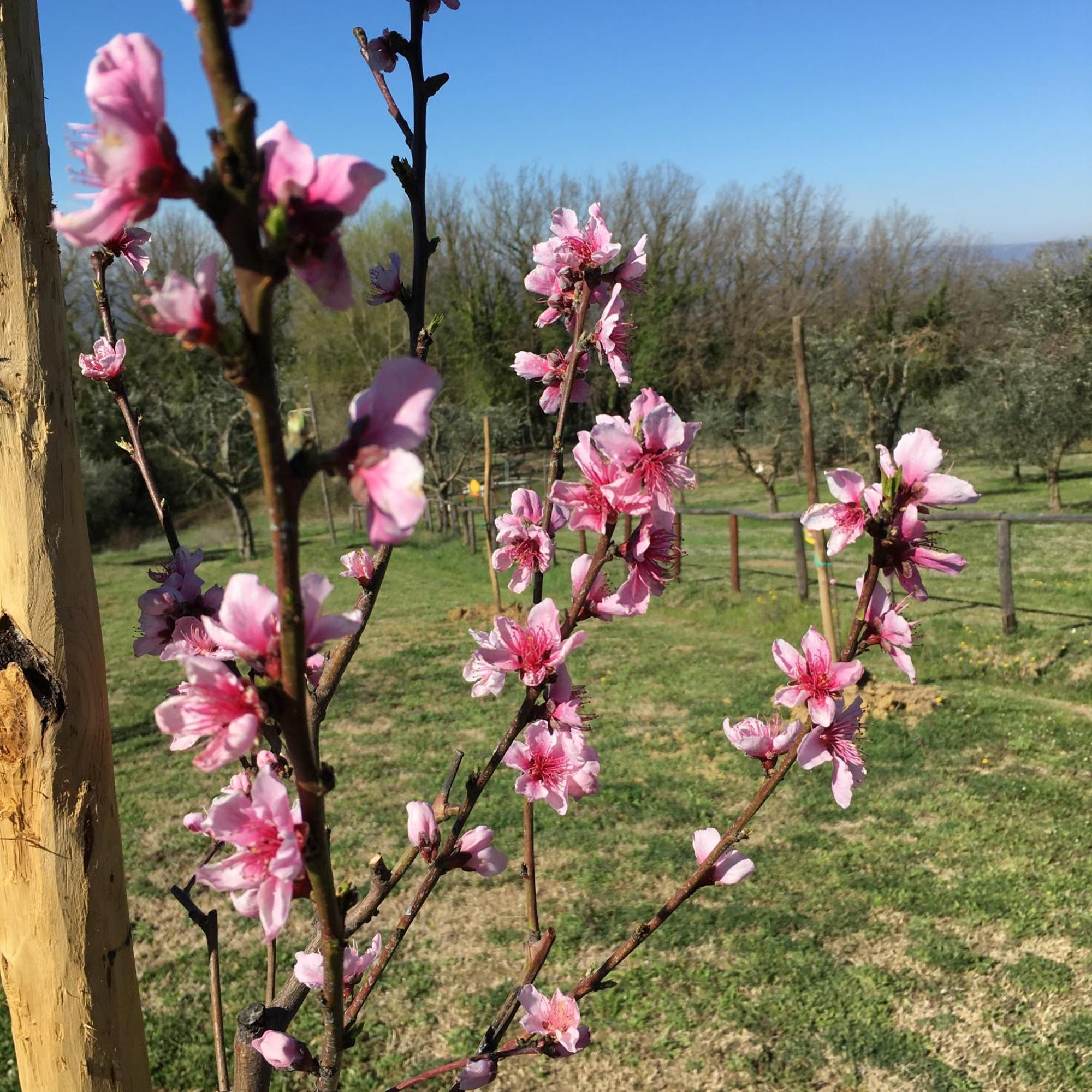 Agriturismo Podere Dell' Olmo Amelia Buitenkant foto