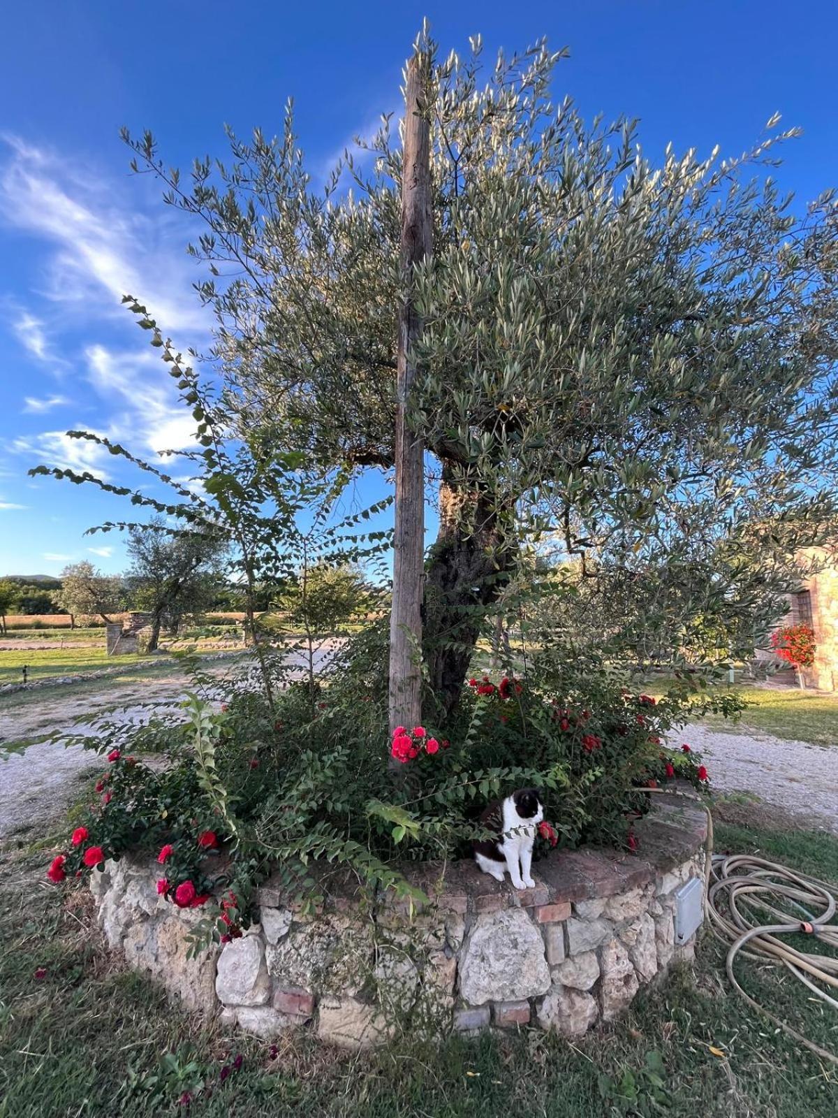 Agriturismo Podere Dell' Olmo Amelia Buitenkant foto