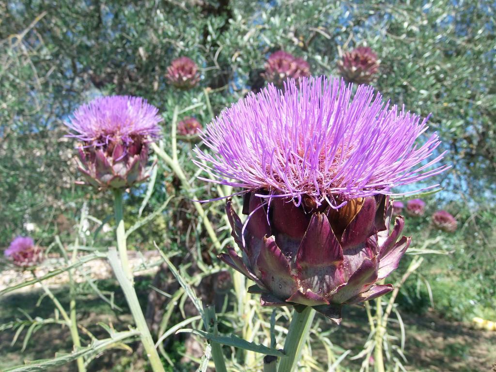 Agriturismo Podere Dell' Olmo Amelia Buitenkant foto